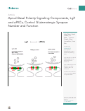 Cover page: Apical-Basal Polarity Signaling Components, Lgl1 and aPKCs, Control Glutamatergic Synapse Number and Function