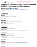 Cover page: Illuminating the Function of the Orphan Transporter, SLC22A10 in Humans and Other Primates