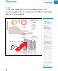 Cover page: SPT6 loss permits the transdifferentiation of keratinocytes into an intestinal fate that resembles Barrett’s metaplasia