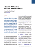 Cover page: Alpha3Na+/K+-ATPase is a neuronal receptor for agrin.