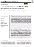 Cover page: A cell type-specific expression map of NCoR1 and SMRT transcriptional co-repressors in the mouse brain.