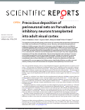 Cover page: Precocious deposition of perineuronal nets on Parvalbumin inhibitory neurons transplanted into adult visual cortex