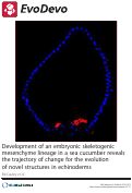 Cover page: Development of an embryonic skeletogenic mesenchyme lineage in a sea cucumber reveals the trajectory of change for the evolution of novel structures in echinoderms