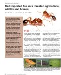Cover page: Eradication costs calculated . . . Red imported fire ants threaten agriculture, wildlife and homes