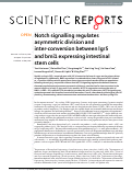 Cover page: Notch signalling regulates asymmetric division and inter-conversion between lgr5 and bmi1 expressing intestinal stem cells