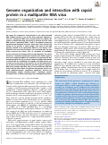 Cover page: Genome organization and interaction with capsid protein in a multipartite RNA virus