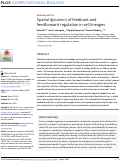 Cover page: Spatial dynamics of feedback and feedforward regulation in cell lineages