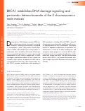 Cover page: BRCA1 establishes DNA damage signaling and pericentric heterochromatin of the X chromosome in male meiosis