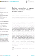 Cover page: Cellular mechanisms of reverse epithelial curvature in tissue morphogenesis.