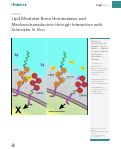Cover page: Lrp4 Mediates Bone Homeostasis and Mechanotransduction through Interaction with Sclerostin In&nbsp;Vivo
