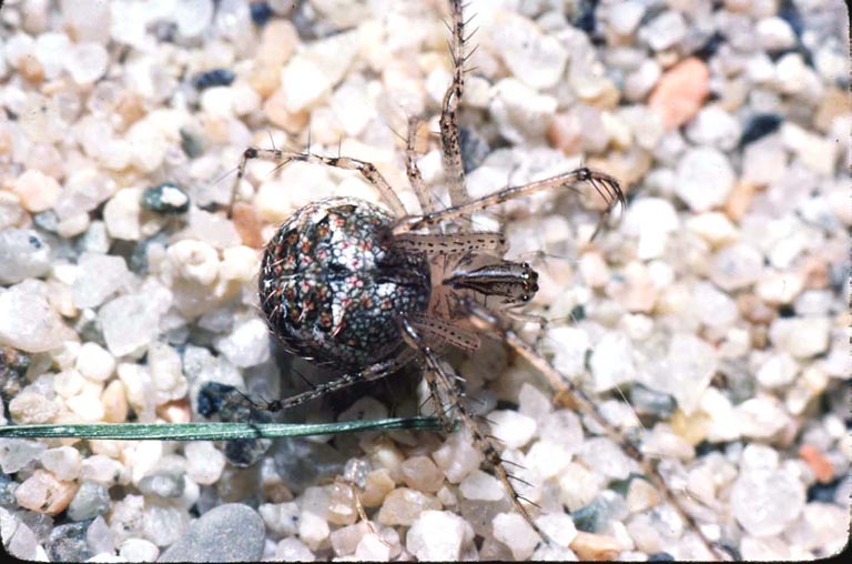 Brown Recluse Spider Bites • George Dermatology