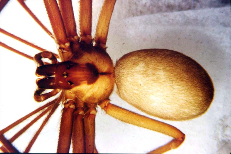 brown recluse spider violin marking
